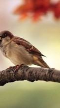 Птицы,Животные для Huawei Honor 7 Premium