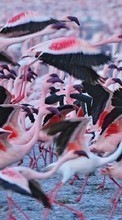 Птицы,Животные для LG Optimus Net P692