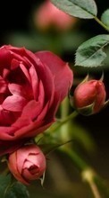 Растения, Розы для Nokia E72