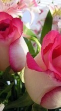 Новые обои 360x640 на телефон скачать бесплатно: 8 марта, Открытки, Растения, Розы, Цветы.
