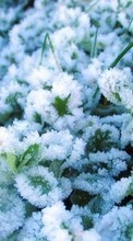 Новые обои на телефон скачать бесплатно: Растения, Снег.