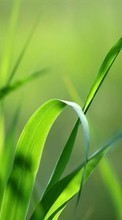 Растения,Трава для Sony Xperia 5 II
