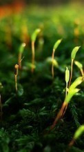 Растения,Трава для Apple iPhone SE (2020)