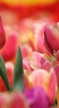 Растения, Тюльпаны для LG Optimus G E973