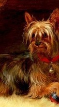 Рисунки,Собаки,Животные для Samsung Infuse 4G