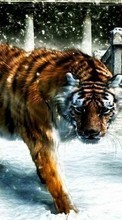 Рисунки, Тигры, Животные