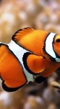 Рыбы, Животные для LG Optimus True HD LTE P936