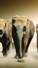 Новые обои на телефон скачать бесплатно: Слоны,Животные.