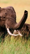 Слоны,Животные для Apple iPod touch 2G