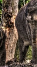 Слоны,Животные для Samsung Galaxy S Duos