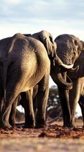 Новые обои на телефон скачать бесплатно: Слоны,Животные.