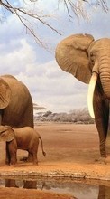 Слоны,Животные для Samsung Galaxy S7