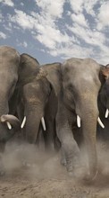Новые обои 240x320 на телефон скачать бесплатно: Слоны, Животные.
