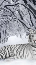 Новые обои на телефон скачать бесплатно: Снег, Тигры, Животные, Зима.