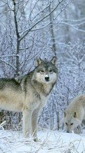 Новые обои 720x1280 на телефон скачать бесплатно: Волки, Животные, Зима, Снег.