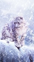 Снежный барс, Животные для LG Optimus G Pro