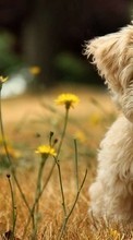 Собаки, Животные для HTC Radar