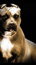 Собаки, Животные для HTC Desire C