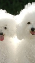Собаки, Животные для Samsung Galaxy Win