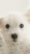 Собаки, Животные для Apple iPhone SE