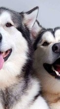 Новые обои на телефон скачать бесплатно: Собаки,Животные.