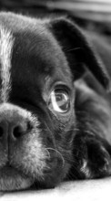 Собаки,Животные для Sony Ericsson Xperia X10