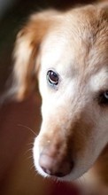 Собаки,Животные для Samsung Galaxy Grand Neo