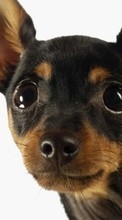 Собаки,Животные для Samsung Galaxy S3 mini