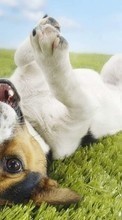 Собаки,Животные для HTC One mini