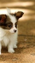 Собаки, Животные для HTC One V