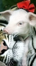 Новые обои на телефон скачать бесплатно: Свиньи,Тигры,Животные.