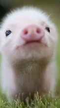 Свиньи,Животные для Apple iPod touch 2G