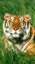 Новые обои 128x160 на телефон скачать бесплатно: Тигры, Трава, Животные.