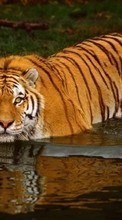 Новые обои 320x240 на телефон скачать бесплатно: Тигры, Вода, Животные.
