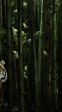 Новые обои 720x1280 на телефон скачать бесплатно: Тигры, Животные.