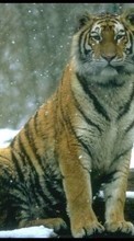 Новые обои 1080x1920 на телефон скачать бесплатно: Тигры, Животные.