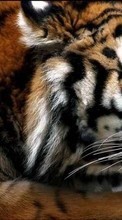 Новые обои 720x1280 на телефон скачать бесплатно: Животные, Тигры.