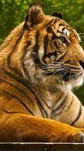 Новые обои 240x320 на телефон скачать бесплатно: Тигры, Животные.