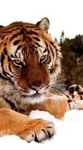 Тигры, Животные для Sony Ericsson W205