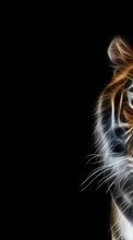 Тигры, Животные для Samsung Galaxy R