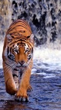 Тигры, Животные для Lenovo A690