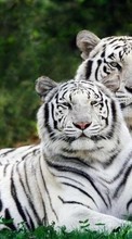 Новые обои 800x480 на телефон скачать бесплатно: Тигры, Животные.
