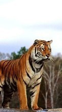 Тигры, Животные для LG Optimus L7 2 P715
