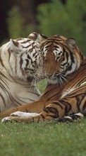 Новые обои 1080x1920 на телефон скачать бесплатно: Тигры, Животные.
