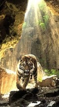 Тигры, Животные для Fly Jazz IQ238