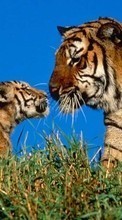 Новые обои 540x960 на телефон скачать бесплатно: Тигры, Животные.