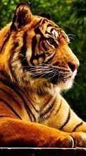 Новые обои на телефон скачать бесплатно: Тигры, Животные.