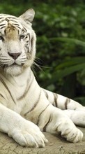 Тигры, Животные для Samsung Galaxy A8