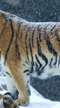 Тигры, Животные для Samsung Galaxy A8