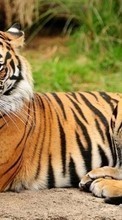 Тигры,Животные для HTC One SV
